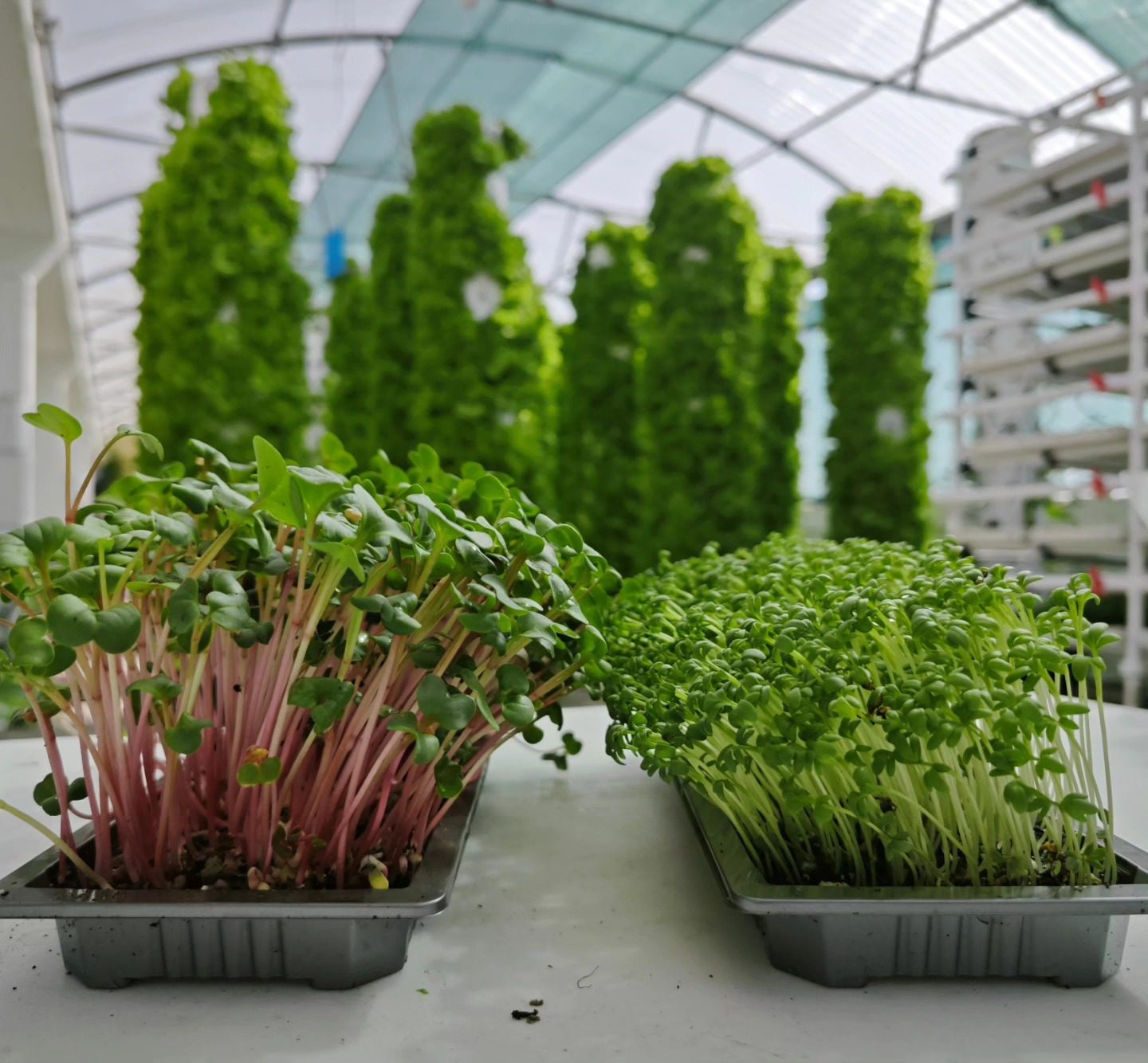 🌱 Do viveiro ao prato, com impacto positivo 🌱  Na Yorta, cada folha de alface, manjericão, coentros e cada microgreen cultivado sem pesticidas, com um consumo mínimo de água e energia. Produzimos de forma vertical, local e sustentável — porque acreditamos que o futuro da alimentação começa hoje. 💚  Orgulho extra: a nossa exploração agrícola foi avaliada no âmbito do projeto de Agricultura Sustentável de Jerónimo Martins, tendo obtido um índice de sustentabilidade de 3,52 numa escala de 1 a 5. Este resultado corresponde ao nível "Bom" de sustentabilidade. Mais do que um número, é a confirmação de que estamos no caminho certo para mudar o paradigma da agricultura  Microgreens vivos = frescura máxima + corte perfeito, exatamente como o Chef deseja.  Local. Sustentável. Delicioso.  Porque comer bem também pode cuidar do planeta.  Qual microgreen gostava de ver no seu prato esta semana?  #Yorta #AgriculturaSustentável #Microgreens #Hidroponia #Alface #Sustentabilidade #FarmToTable #FreshIsBest