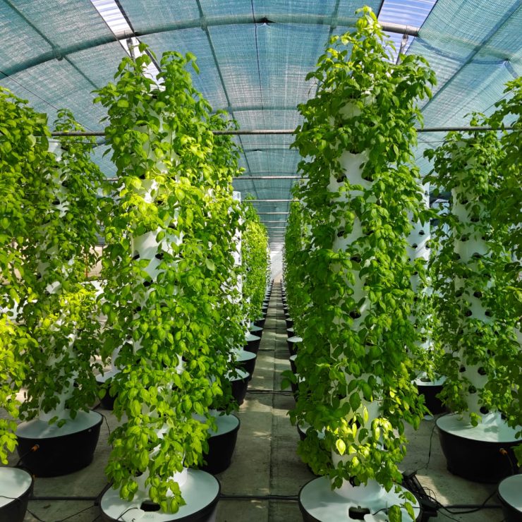 Yorta - Exploração de manjericão em torres verticais