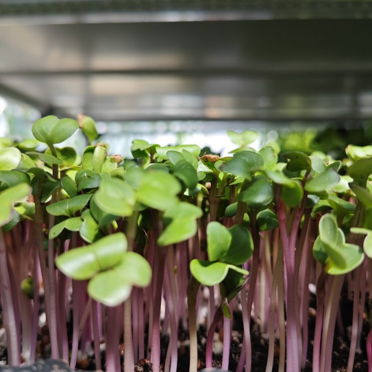 Yorta - Microgreens rabanete vermelho